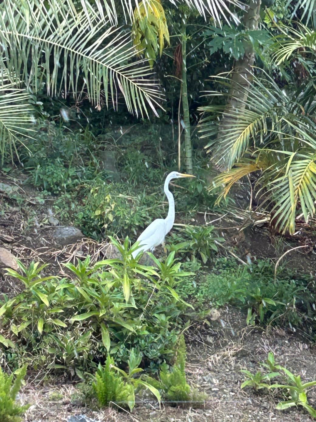 Serenity Birds