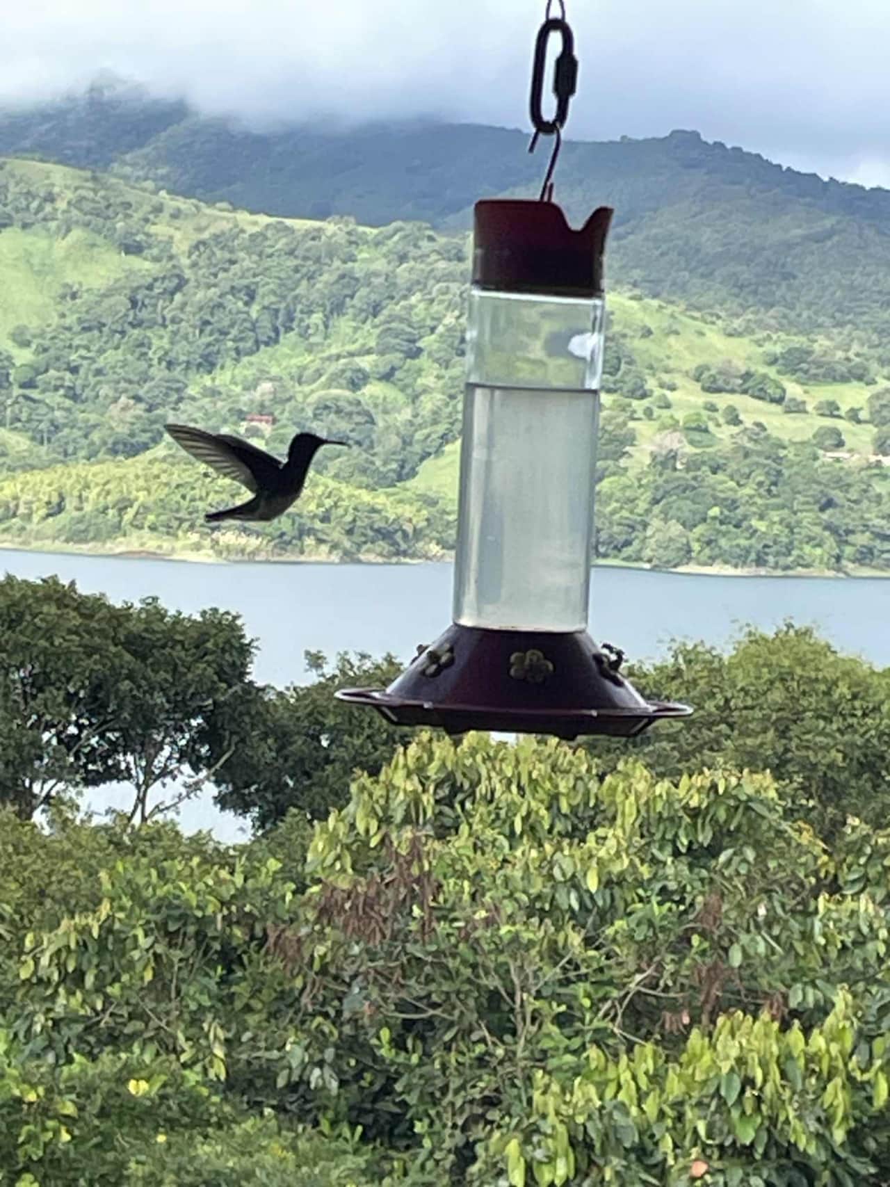 Hummingbird feeder