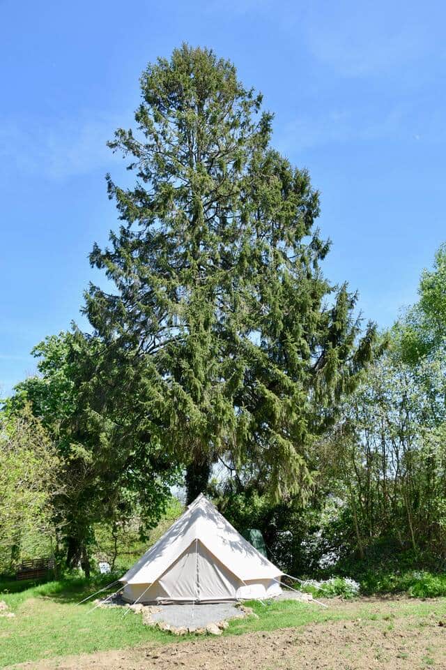 La tente est située au calme en pleine nature et sous un grand arbre afin de profiter de l'ombre lors des journées très ensoleillées