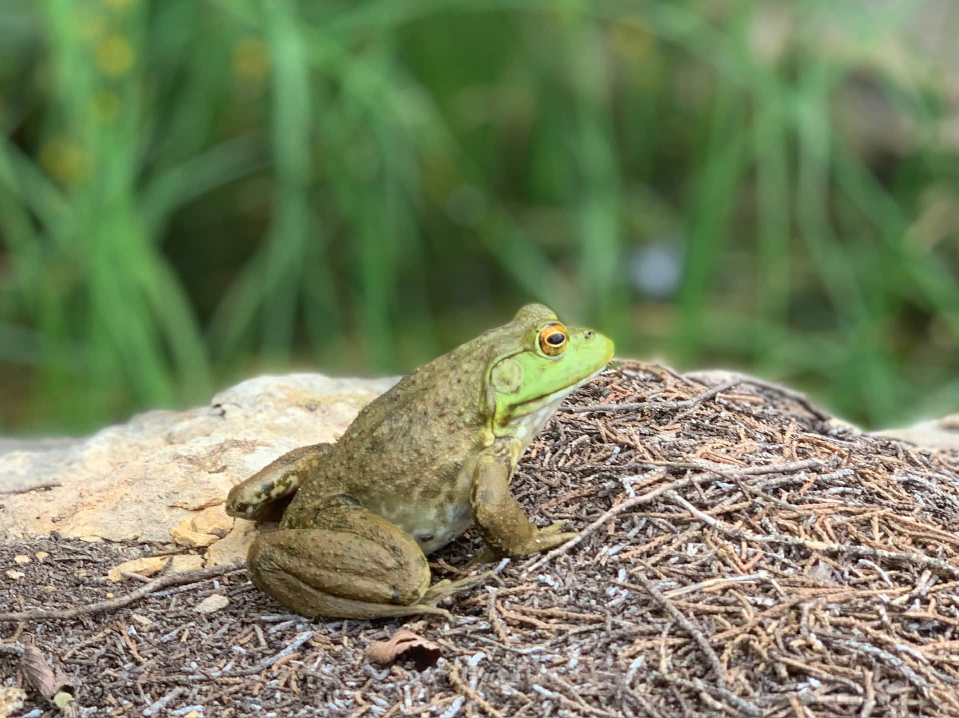 Texas Family Reunion Lake Godstone Frogs are abundant