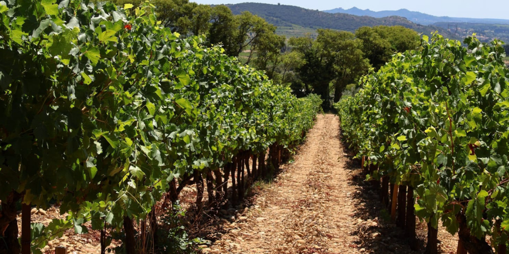 A la découverte du vignoble d'Estézargues