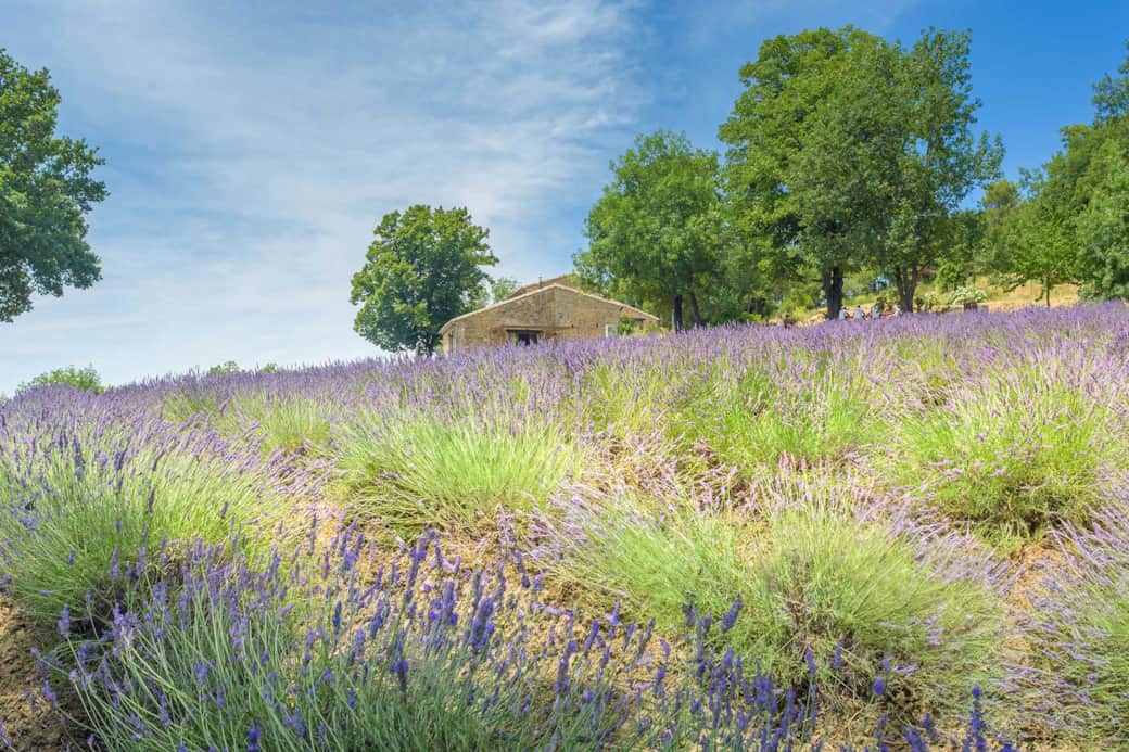 Vue des champs de lavande Vue des champs de lavande