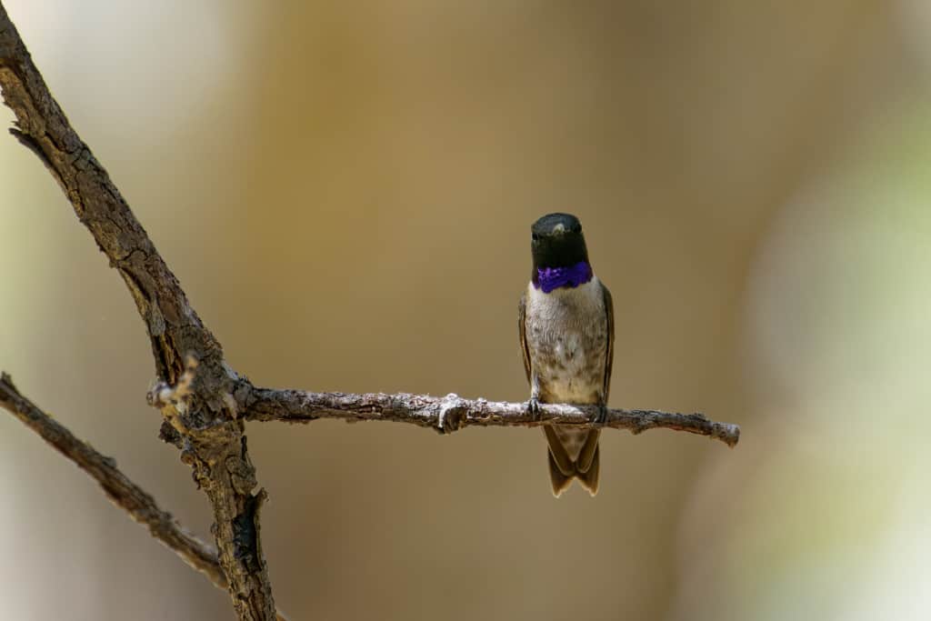 Black Chinned Hummingbird