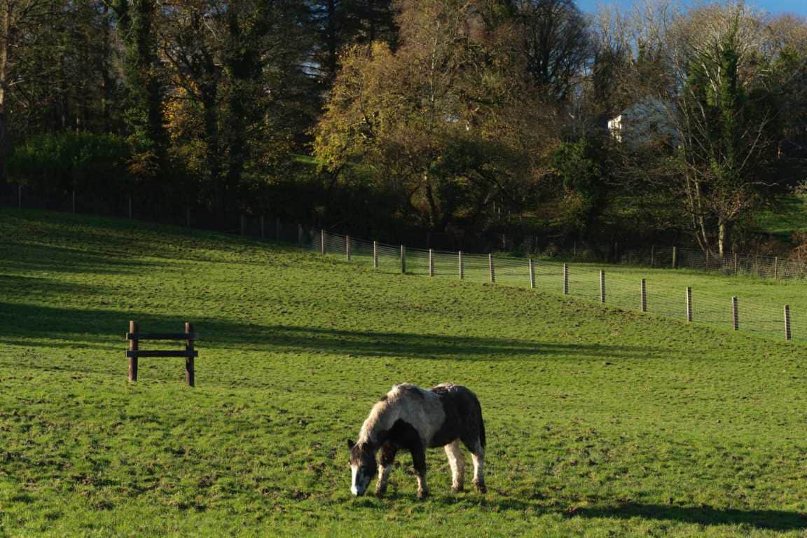 Home of Rest for Old Horses Isle of Man