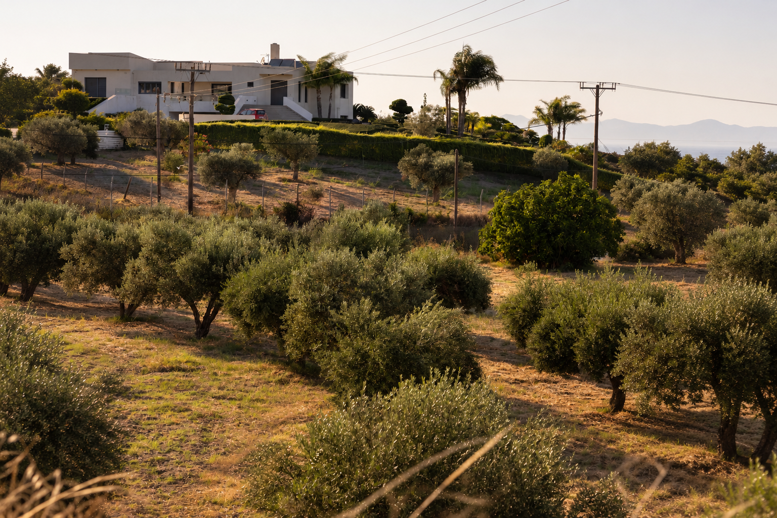 Uitzicht over olijfbomen en de heuvels van Pastida vanaf de grond van Villa Pastida III en IV op Rhodos