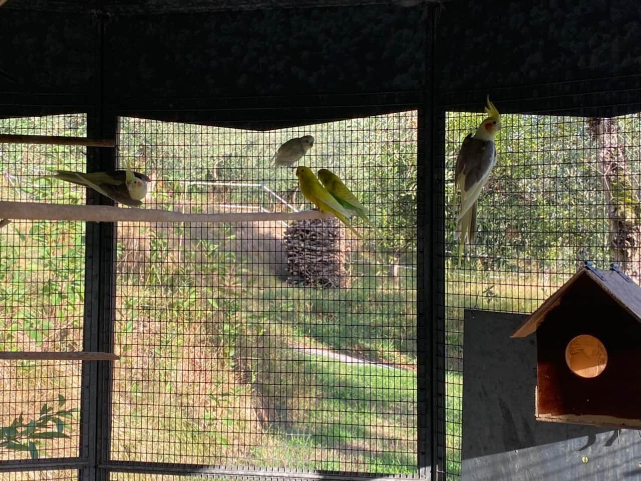 Birds