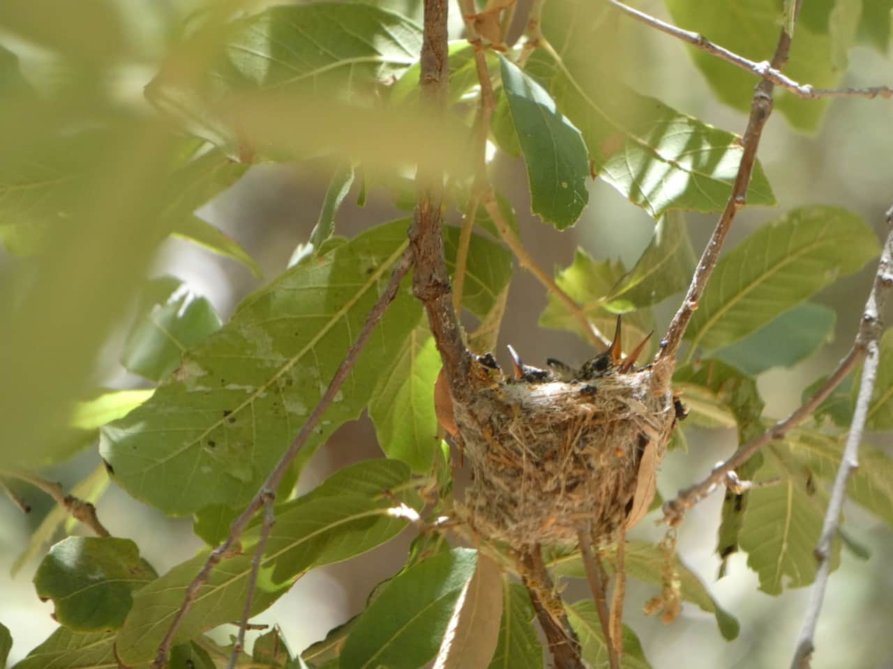 Broad Billed Hummingbird Chicks