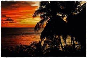 coucher soleil palmier ciel orange vue mer