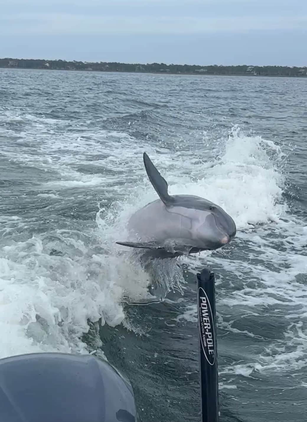 St. George Island-Dolphin Friend
