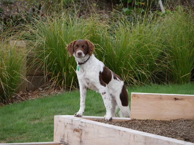 Wren - Aston Road Villas Brittany Spaniel.
