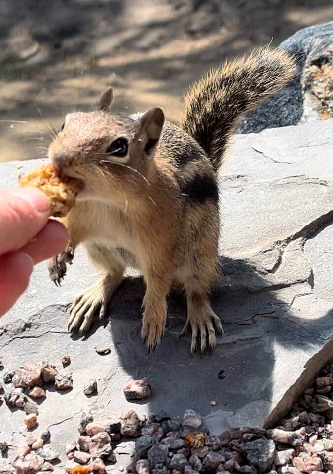 Lots and lots of chipmunks!