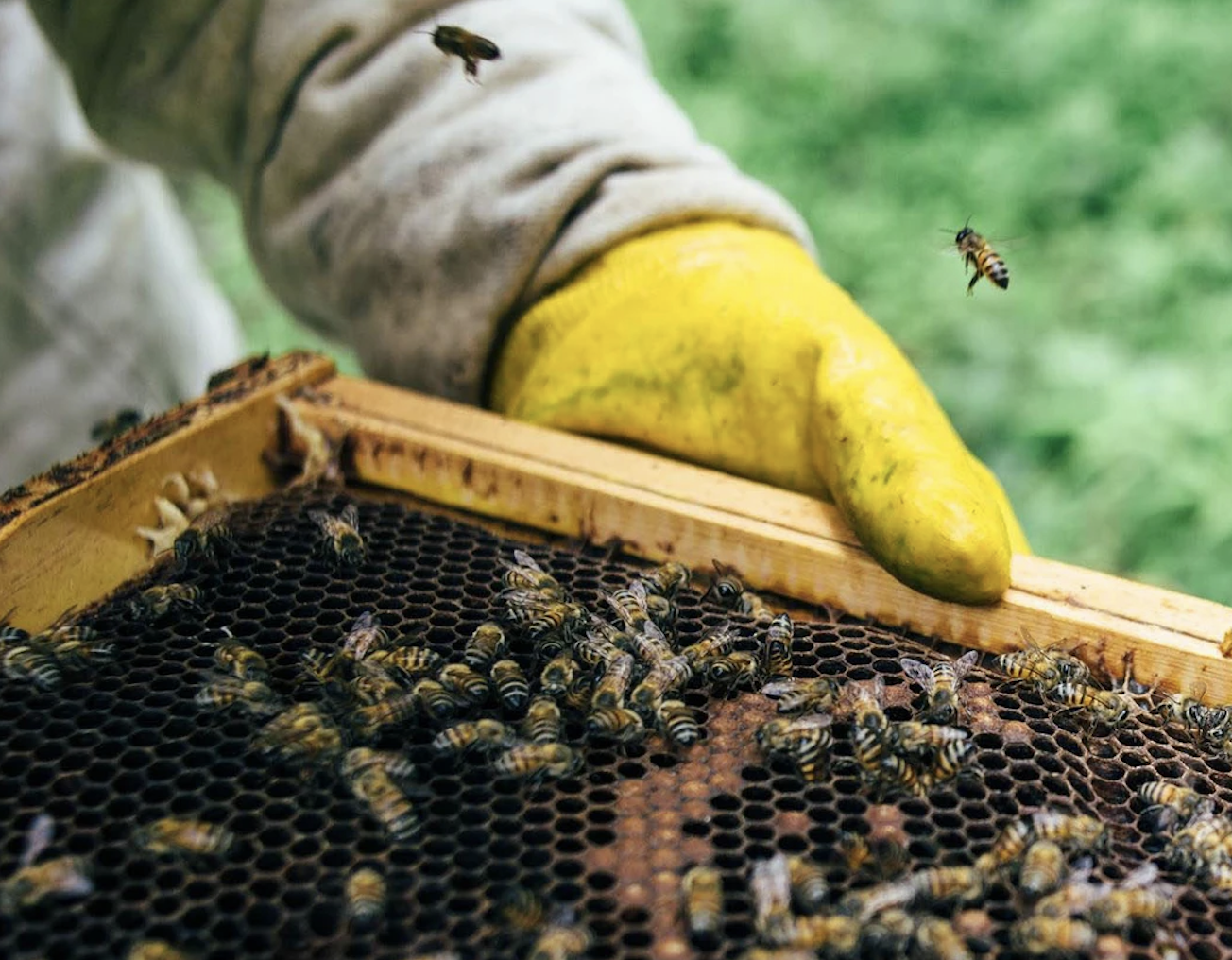 Boquete Bees & Butterflies Tour