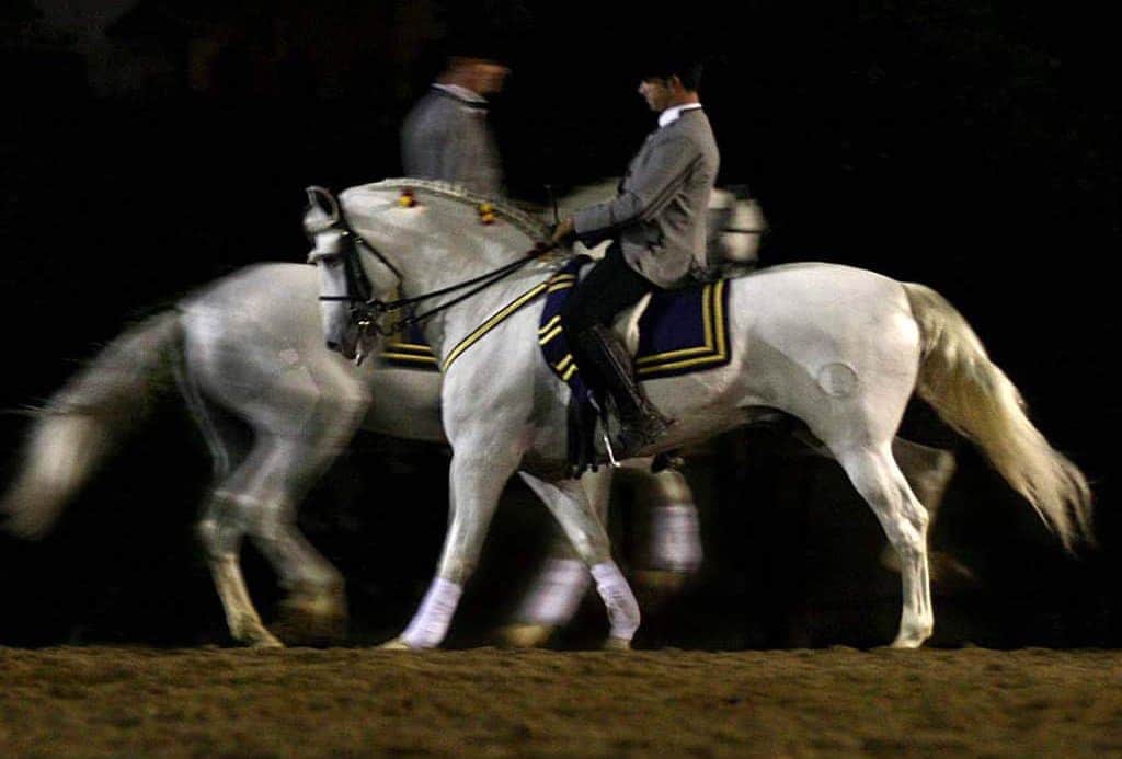 Caballos Cartujanos Jerez - Apartamentos Turísticos A. Parra