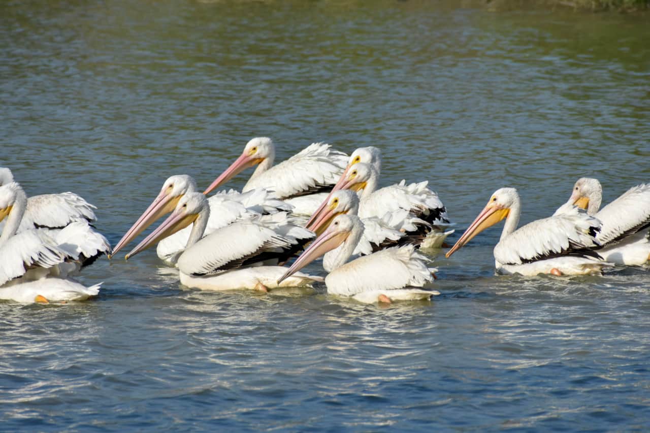 Gracie Granados_American White Pelican