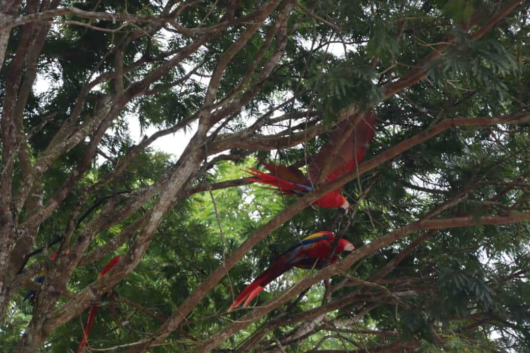 4 Golden Macaws from the neighborhood