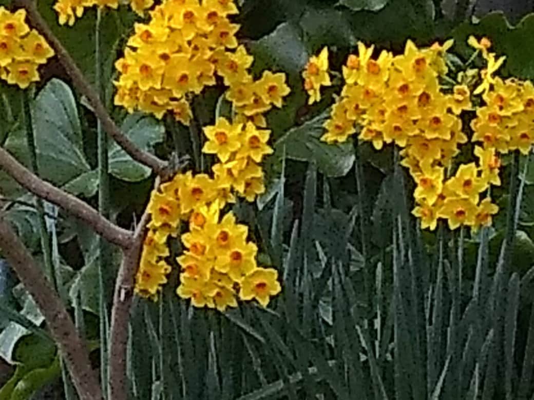 February daffodils February daffodils