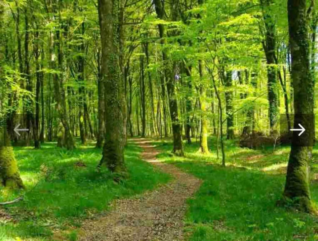 Forêt Domaniale de Cerisy. Excellent endroit pour réaliser de belles balade à pieds ou à vélo. 
Se trouve à 3 min en voiture et 10 min à pieds
