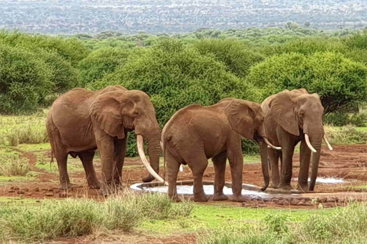 Tuskers visiting our waterhole