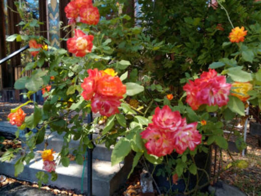 Roses at cabin back porch-July Roses at cabin back porch-July