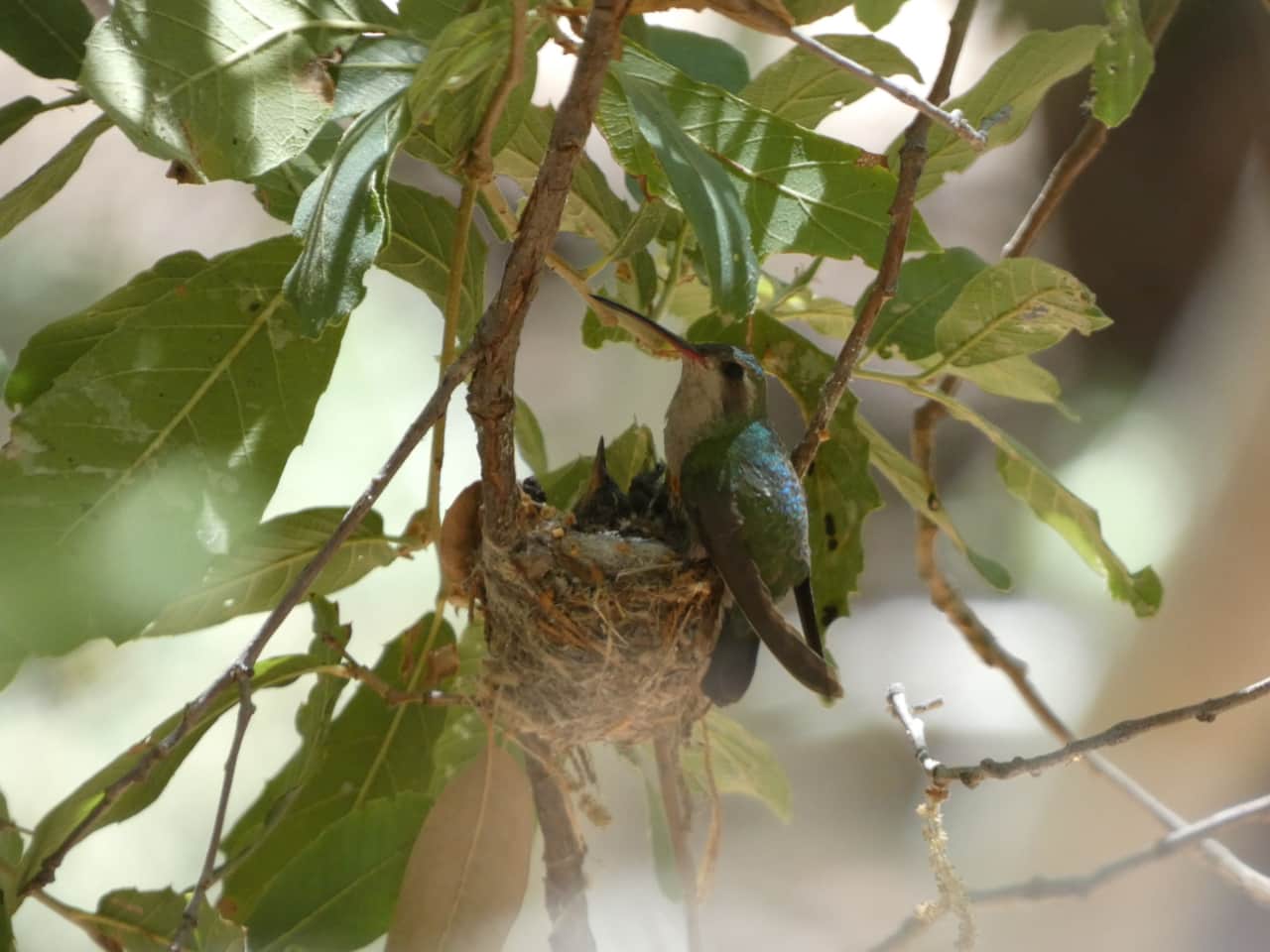 Broad Billed Hummingbird Nest
