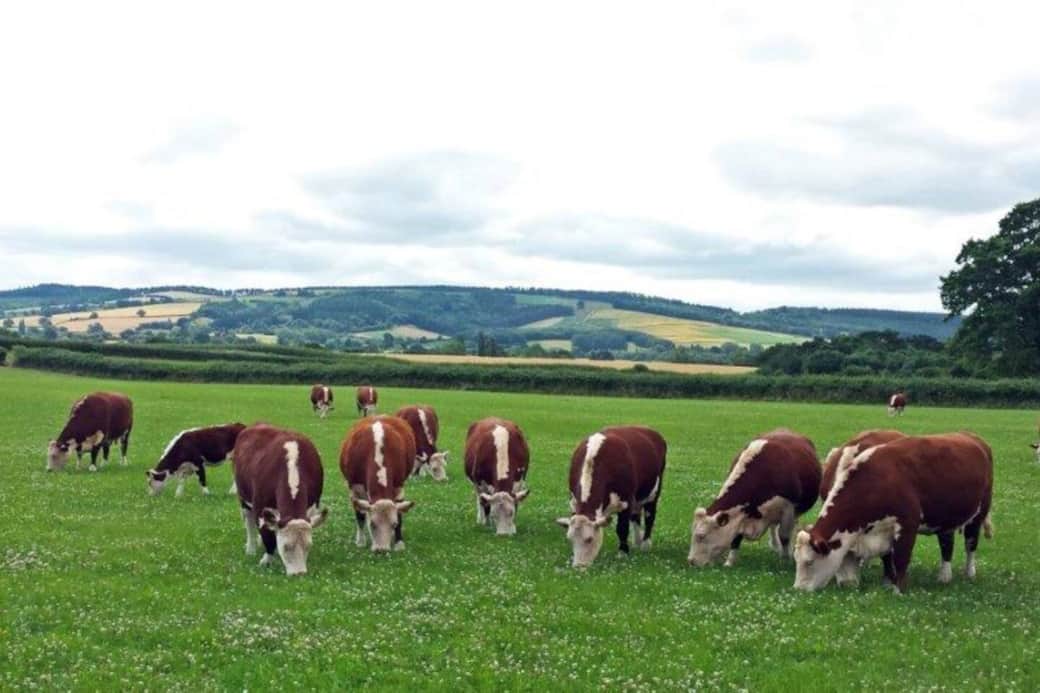 Our Grazing Hereford Cattle