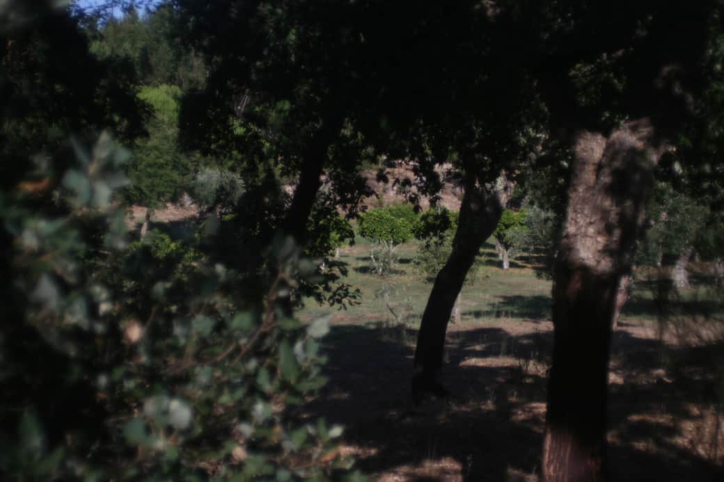 The Land