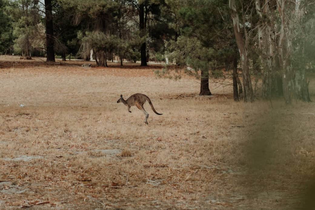 Wild kangaroos frequent the property daily