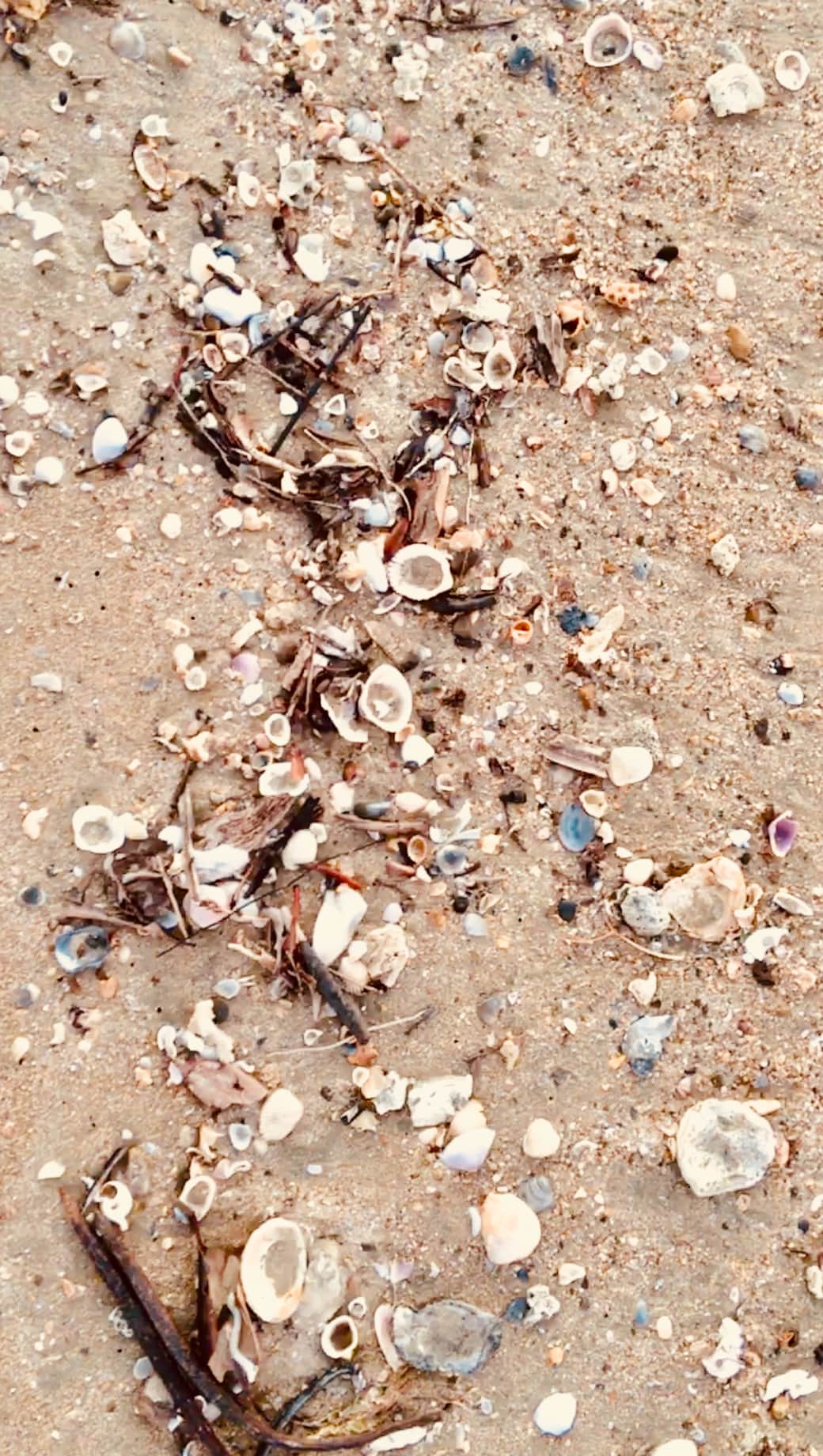 Seashells
