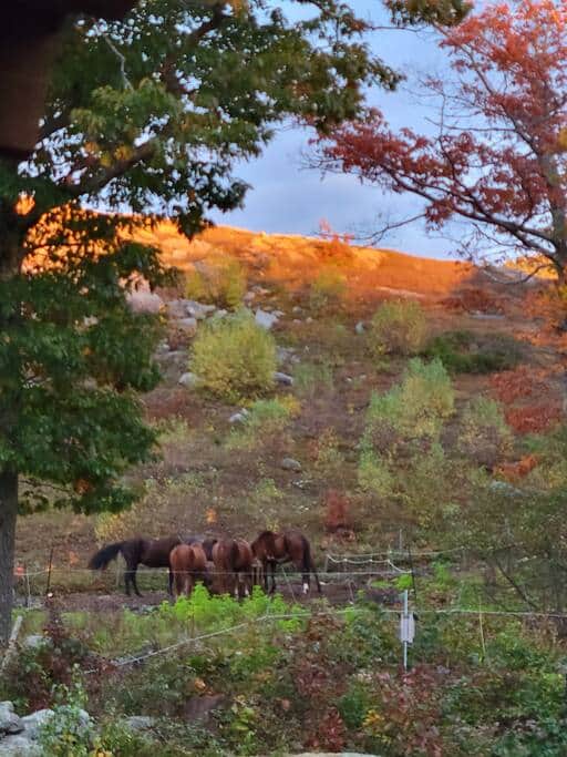 Sunset on the farm