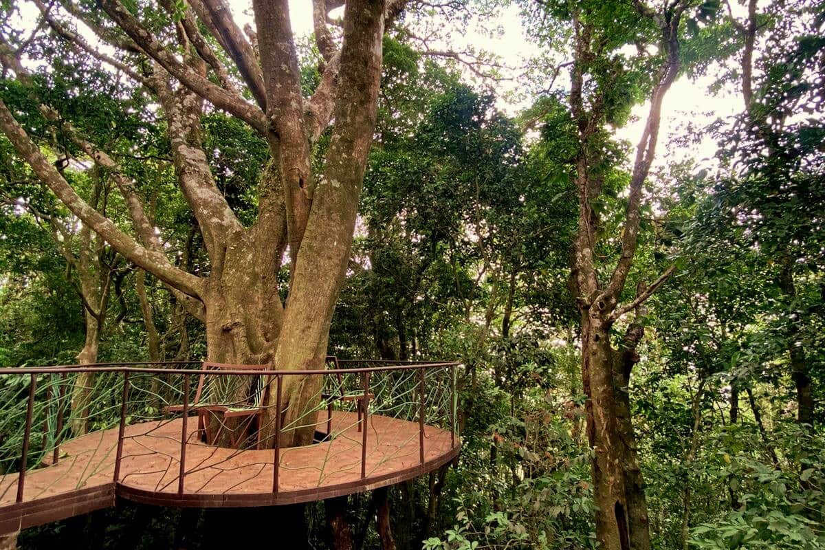 🌿 A stunning ficus adds charm to this unforgettable retreat.
