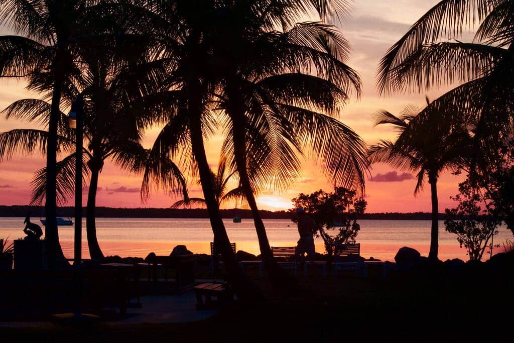 Sunset through the Palm Trees Over the Bay! Sunset through the Palm Trees Over the Bay!