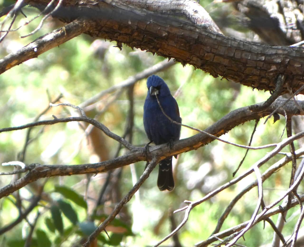 Blue Headed Grosbeak