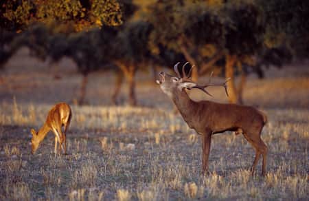 Escapada rural cerca de Toledo - La Casita de Ale, alojamiento ideal para amantes de la naturaleza y Puy du Fou Ciervo con cornamenta vocalizando en campo abierto al atardecer, acompañado de una cierva pastando