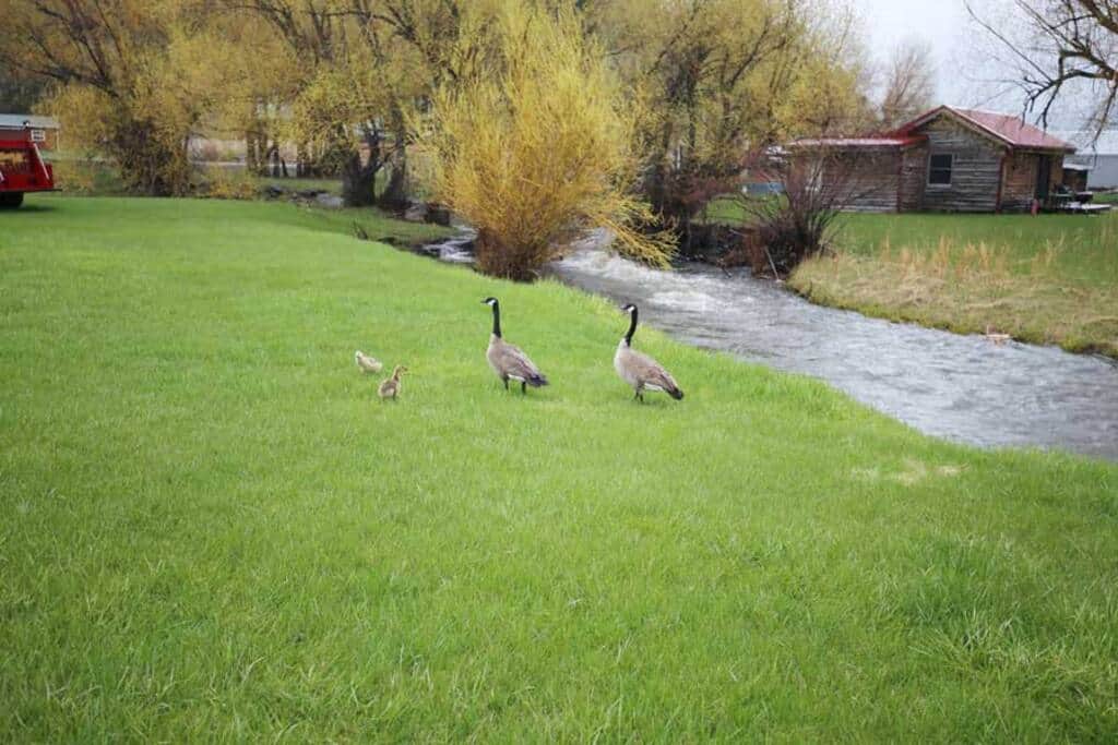 Surrounded by nature, it's common to see geese, deer, turkeys and woodchucks.