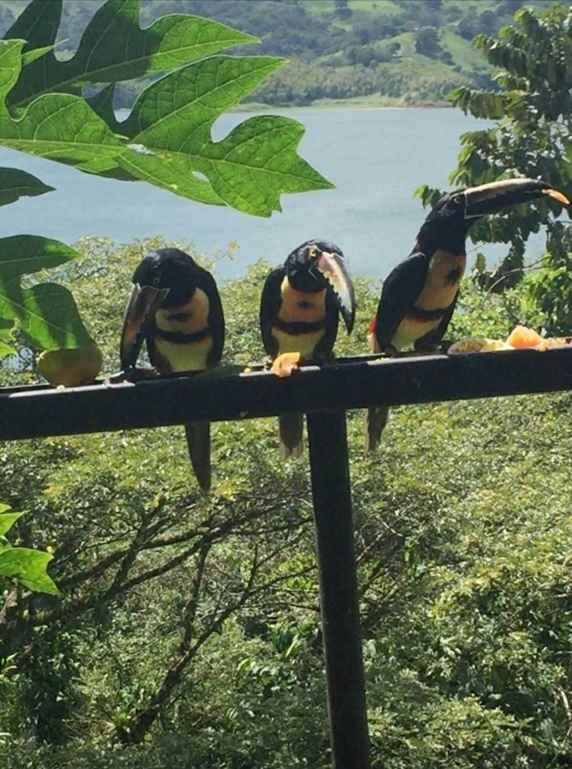 Toucans