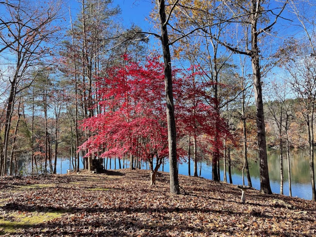 Mapletree