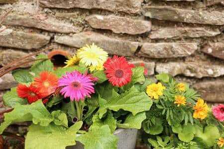 Plants Outside In The Patio Plants Outside In The Patio