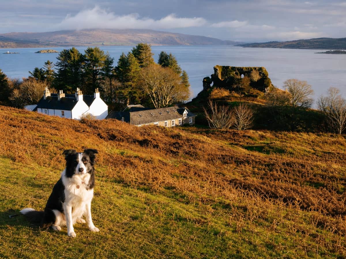 AI illustration of a border collie with Aros Mains cottages and Aros Castle in the background