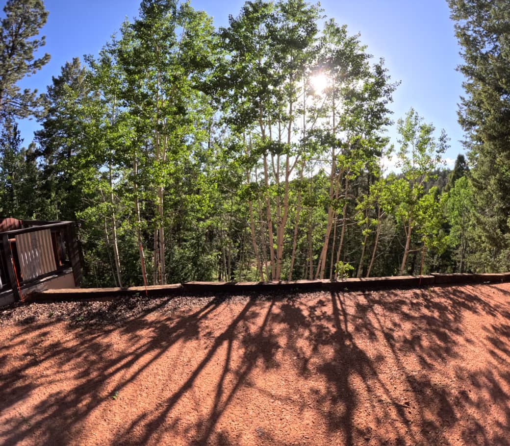 Forest view from front yard