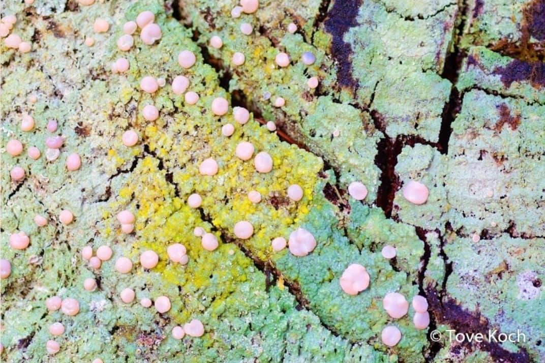 "Fungus Landscape"