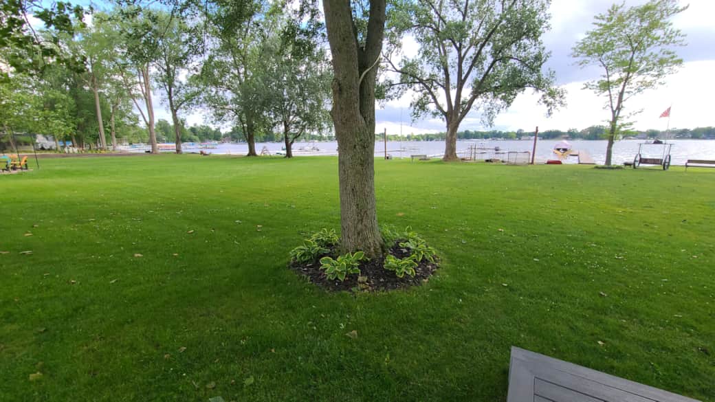 GRASS