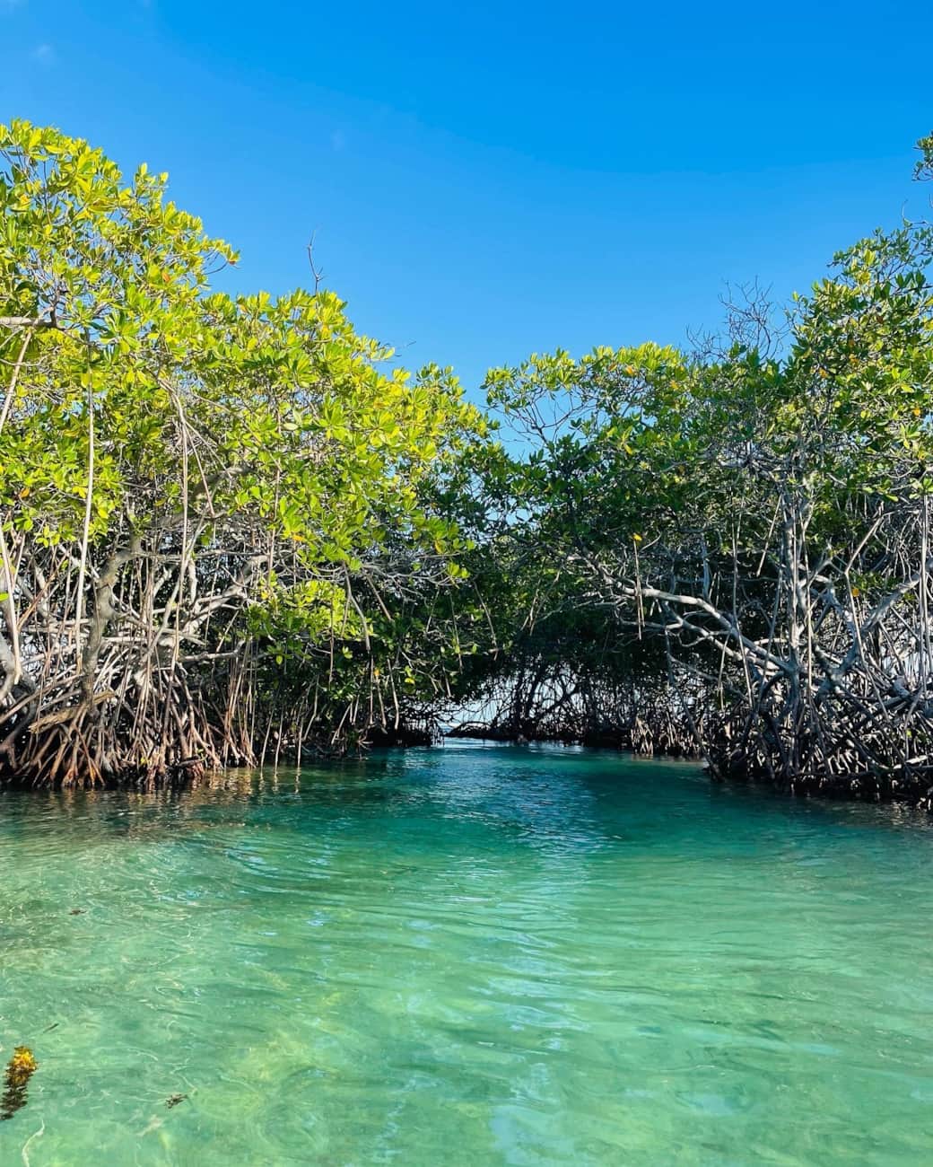 Mangroves 