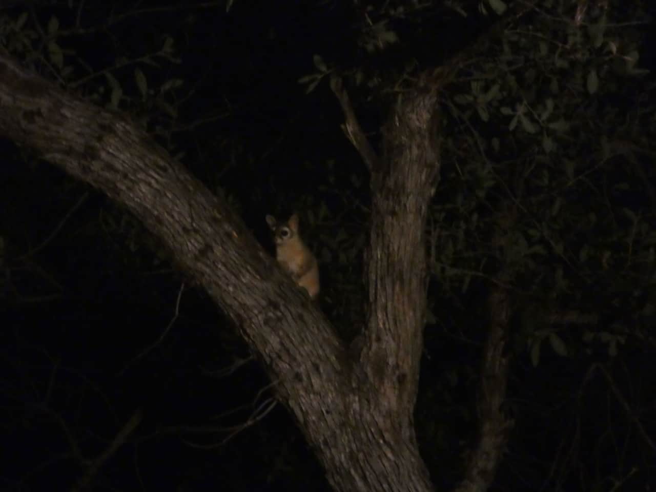 Ringtail Cats are elusive but are here most nights.