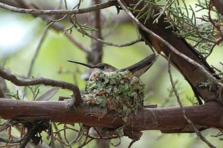 Female Hummingbird making her nest.