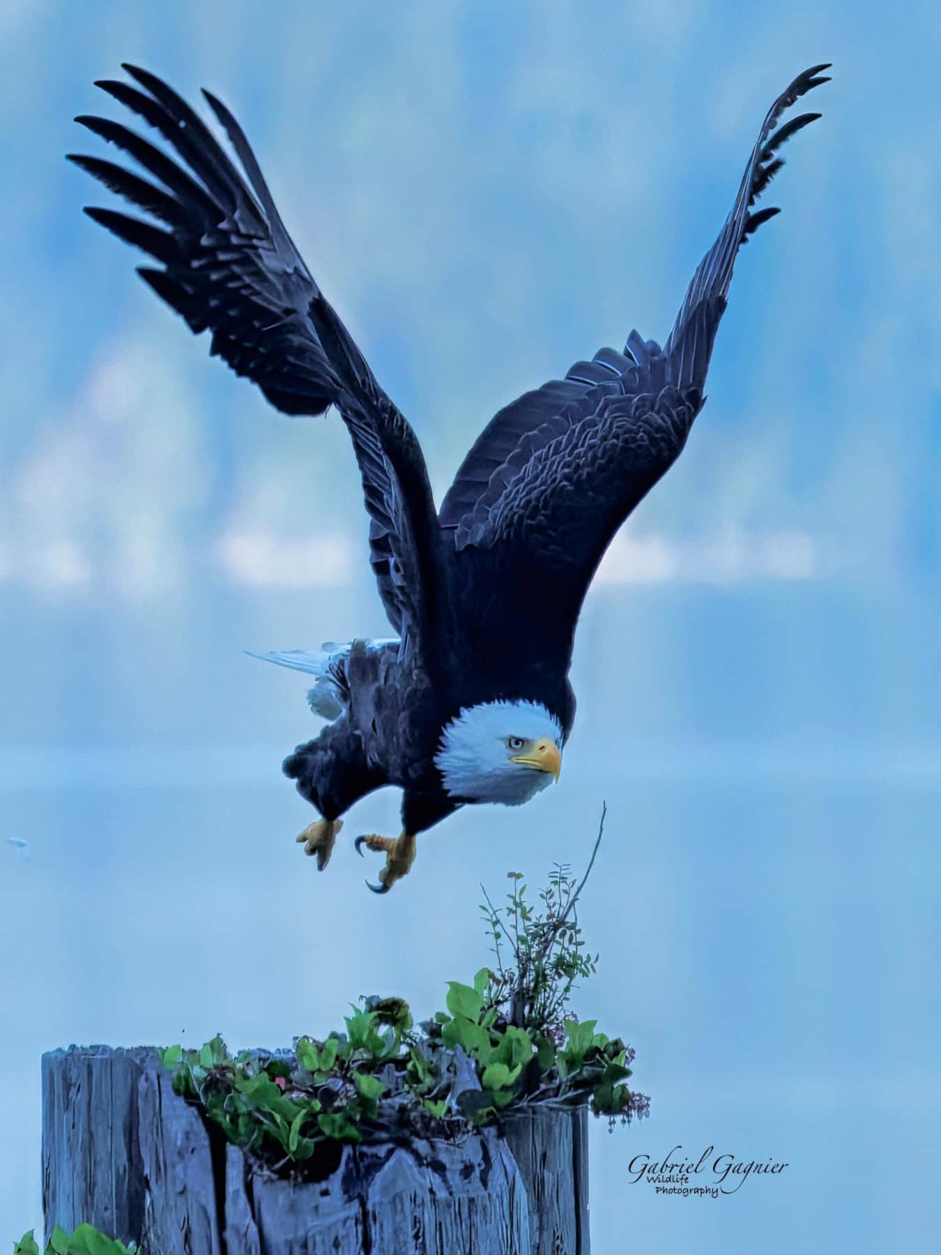 https://l.icdbcdn.com/oh/d9fe6a10-77c2-4a4b-a15c-65bb43c60026.jpg?w=2080-46
