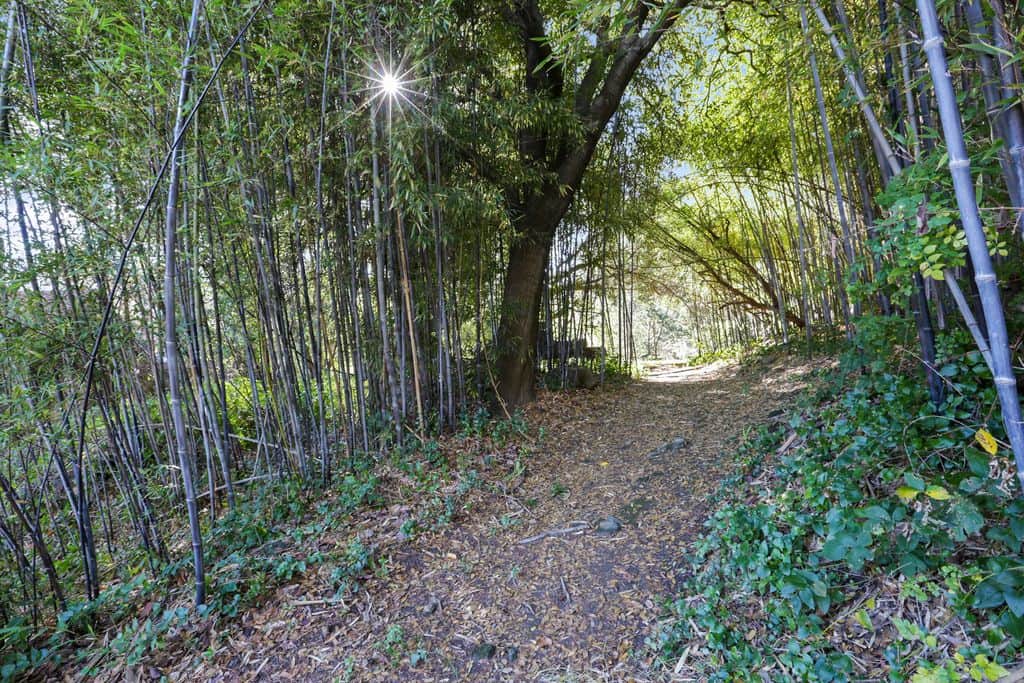 Garden Pathway through Bamboo Walkway