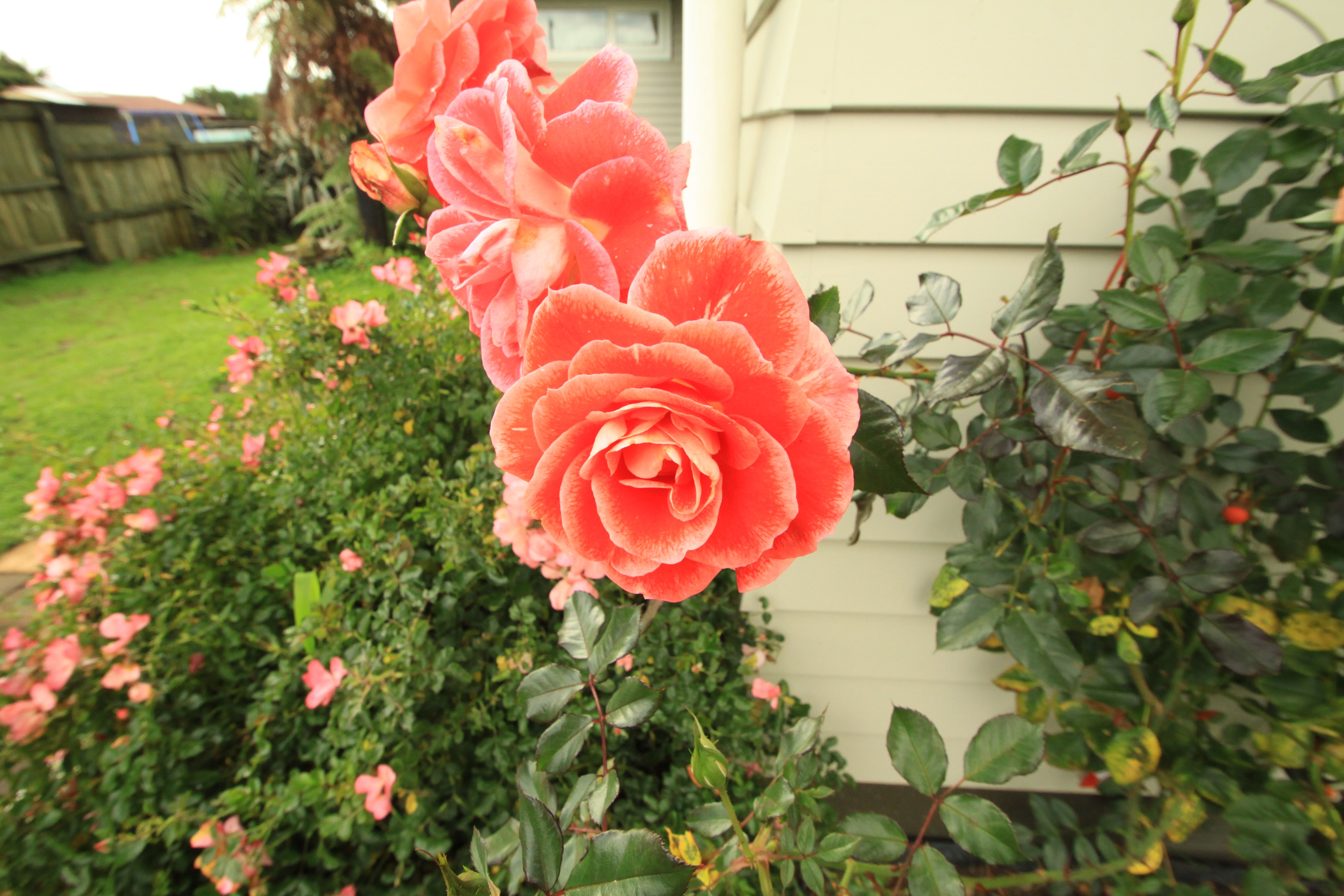 Happy roses for your holiday. 