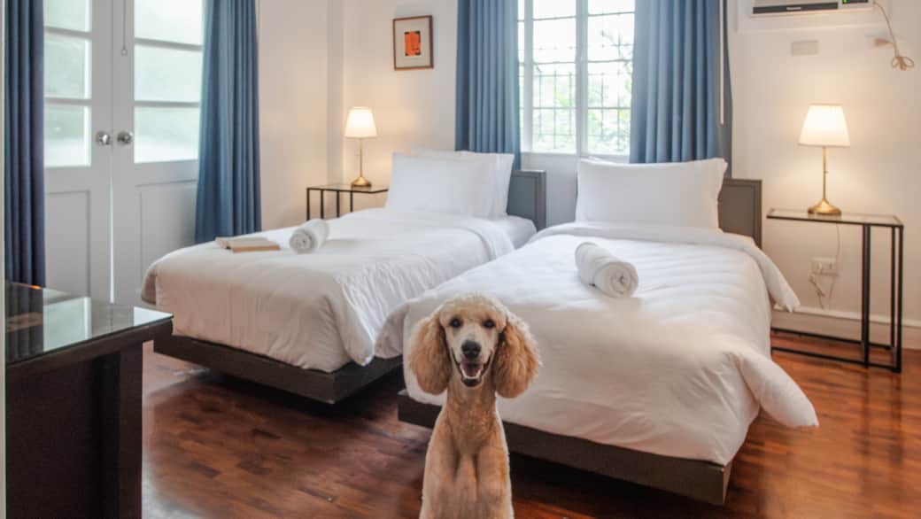 Kai loves how Kamanitigi is pet-friendly. Kai loves how Kamanitigi is pet-friendly.