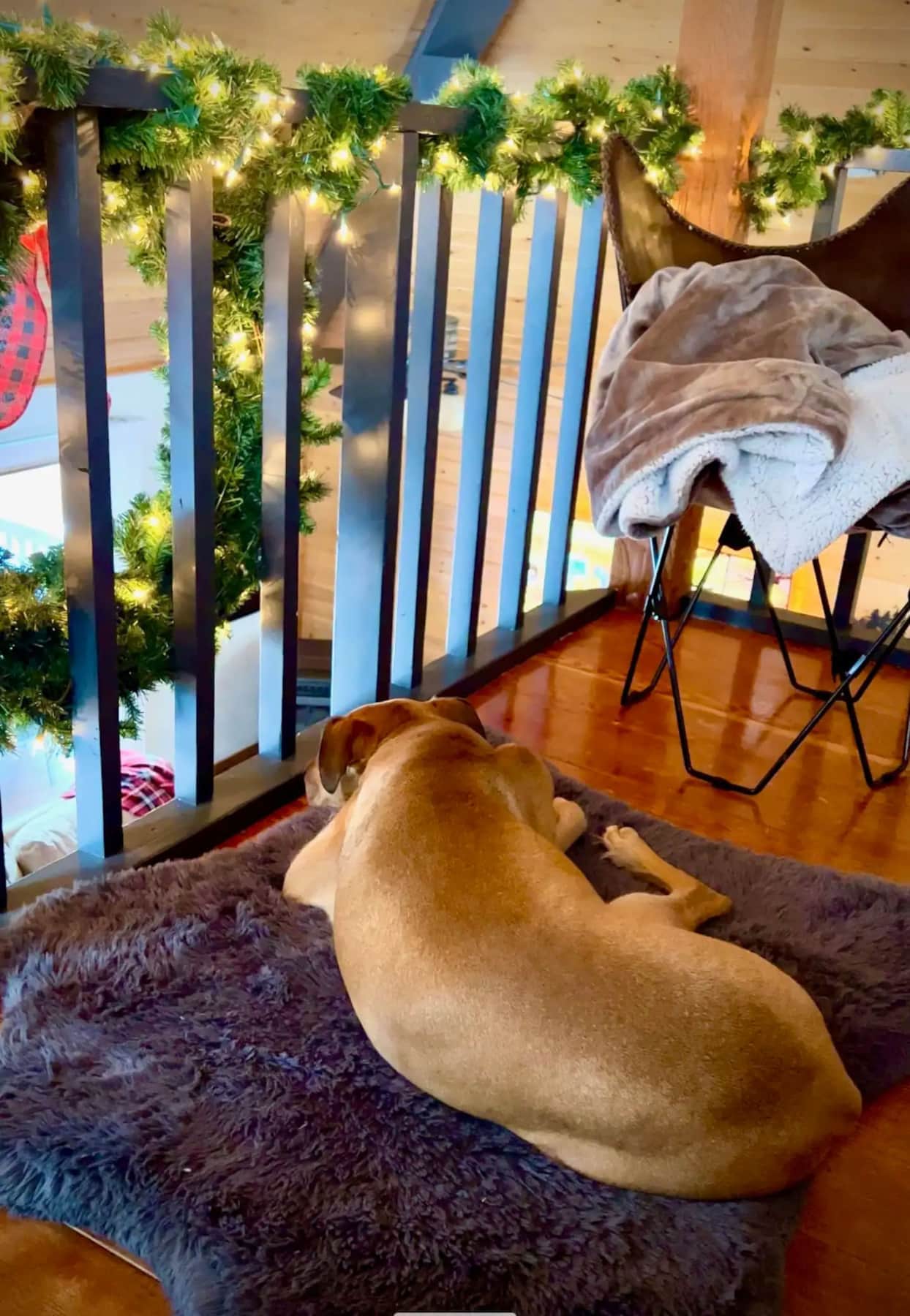 Dog relaxing in loft of pet-friendly cabin