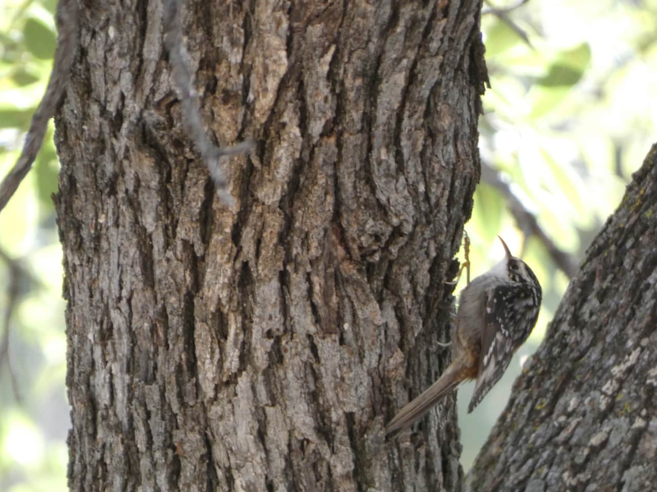 Brown Creeper